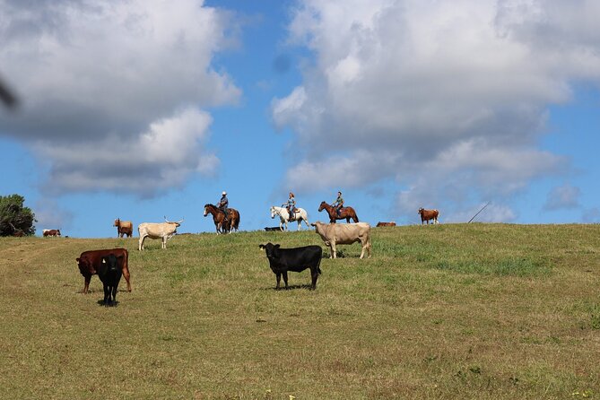 1 Hour Scenic Horseback Ride - Why beginners and families tend to like it