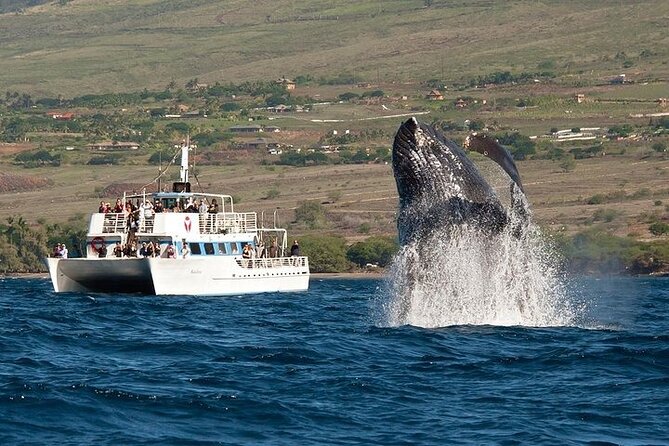 2-Hour Oahu Whale Watch from Ala Wai Harbor, Waikiki - A Waikiki Whale Watch With Diamond Head as the Backdrop