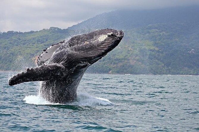 2-Hour Oahu Whale Watch from Ala Wai Harbor, Waikiki - What Your Two Hours on the Water Look Like