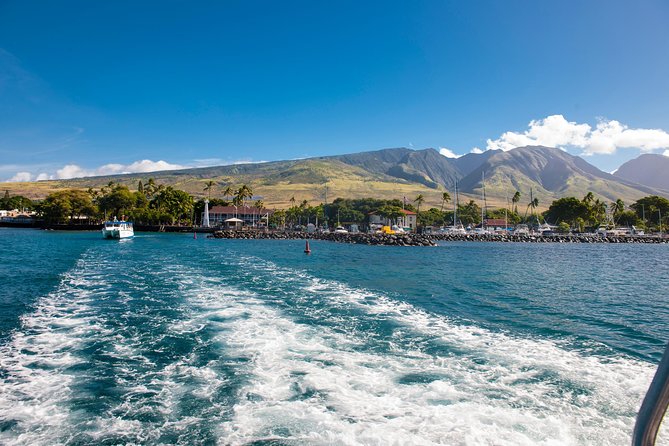 2-Hour Oahu Whale Watch from Ala Wai Harbor, Waikiki - How to Prepare for the Best Possible Sighting
