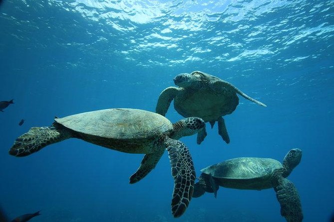 9am Turtle Canyon Snorkel Adventure - Key things to know before booking