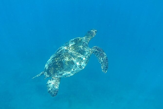 9am Turtle Canyon Snorkel Adventure - Water clarity, currents, and swimming ability