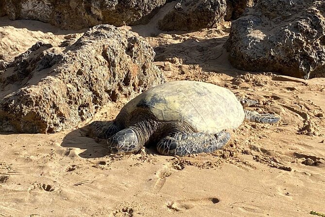 Beaches, Food & Aloha: Private Oahu Tour - Key details before you reserve