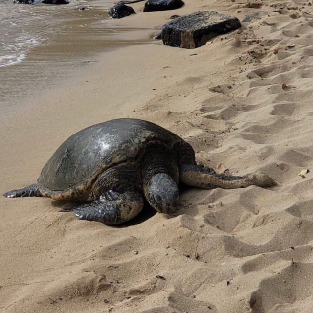 Best of Oahu in One Day - North Shore food, surf, and sea turtles