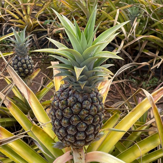 Best of Oahu in One Day - Who should book this Oahu tour?
