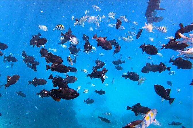 Best Waikiki Snorkel Tour: Guaranteed Turtles at Turtle Canyon - Sailing past Waikiki Beach and the Royal Hawaiian Hotel