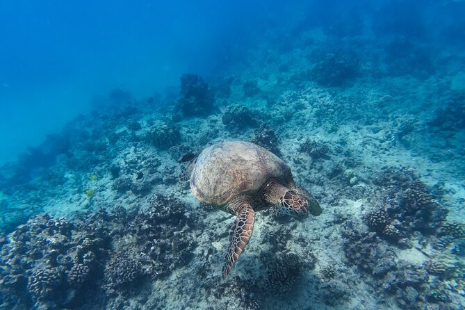 Best Waikiki Snorkel Tour: Guaranteed Turtles at Turtle Canyon - Booking timing and cancellation details