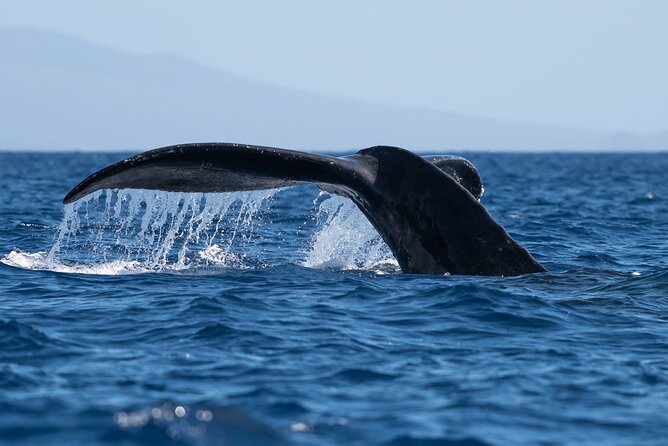 Best Waikiki Whale Watching in Honolulu: Whales Guaranteed - Key points to know before you book