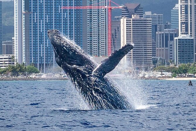 Best Waikiki Whale Watching in Honolulu: Whales Guaranteed - Looking for humpbacks near Diamond Head