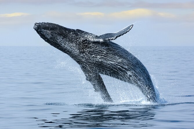 Best Waikiki Whale Watching in Honolulu: Whales Guaranteed - What else you might see beyond whales