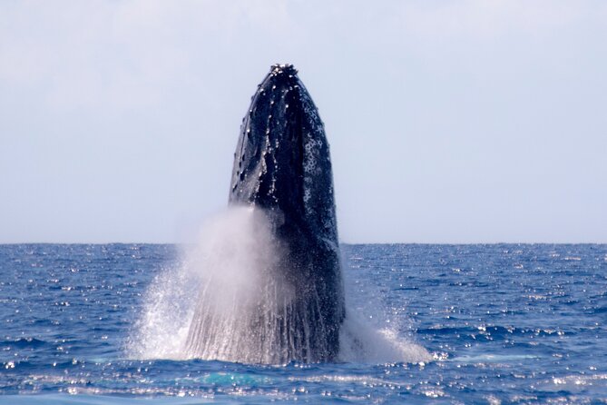 Best Waikiki Whale Watching in Honolulu: Whales Guaranteed - Is $79 a fair price for this Honolulu outing?