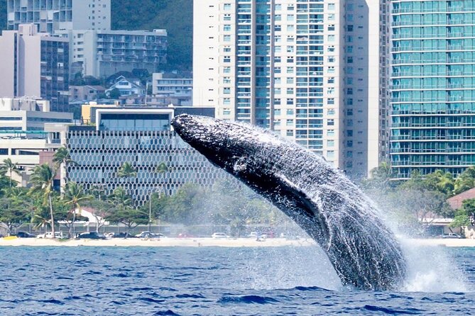 Best Waikiki Whale Watching in Honolulu: Whales Guaranteed - Who will enjoy this most