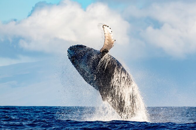 Best Waikiki Whale Watching in Honolulu: Whales Guaranteed - Why the trimaran matters on a whale watch