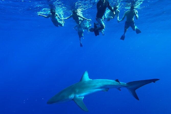 Cage-Free Shark Swim from Oahu - Meeting the crew at Haleiwa Harbor