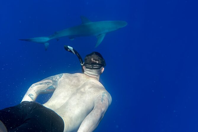 Cage-Free Shark Swim from Oahu - Why the small group and safety diver matter