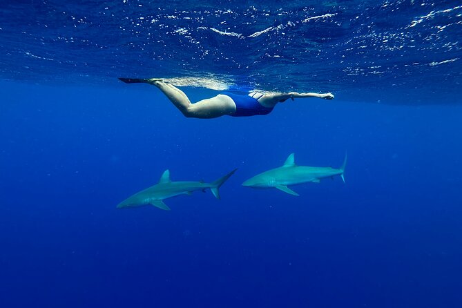 Cage-Free Shark Swim from Oahu - Who will enjoy this most