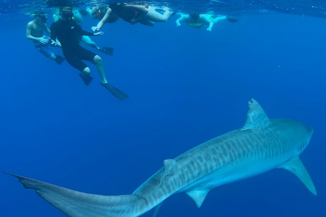 Cage-Free Shark Swim from Oahu - Practical tips for a calmer, better swim