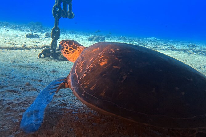Certified Diver: 2-Tank Deep Wreck and Shallow Reef Dive Off Oahu - Who should book this trip