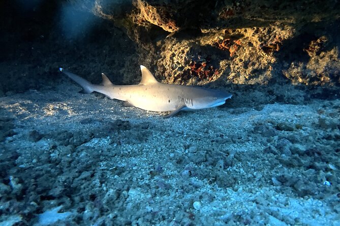 Certified Diver: 2-Tank Deep Wreck and Shallow Reef Dive Off Oahu - Practical details that can save you trouble