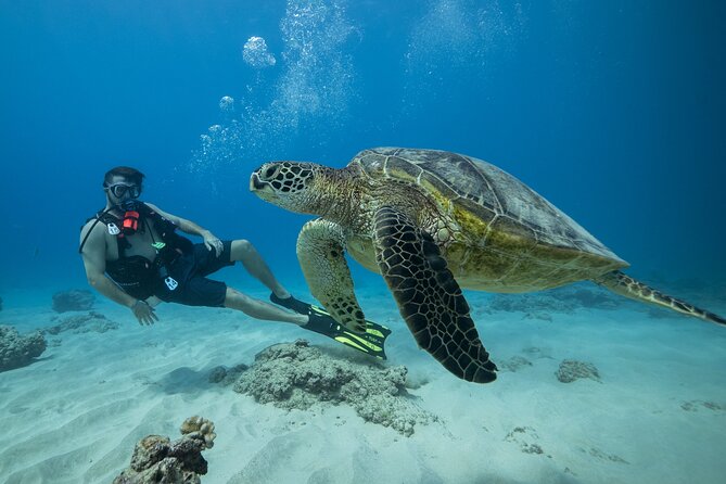 Certified Diver: 2-Tank Shallow Reef Dives off Oahu - Two shallow reef sessions off Honolulu