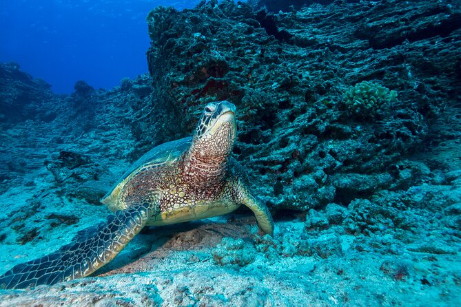 Certified Diver: 2-Tank Shallow Reef Dives off Oahu - Turtle Canyons and the search for sea turtles