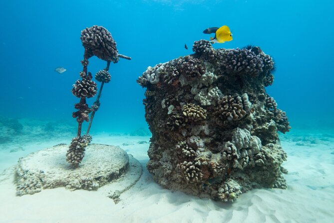 Certified Diver: 2-Tank Shallow Reef Dives off Oahu - Gear, snacks, and what the price covers