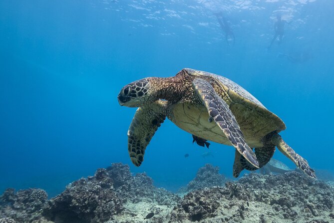 Certified Diver: 2-Tank Shallow Reef Dives off Oahu - Mixed groups work better than usual