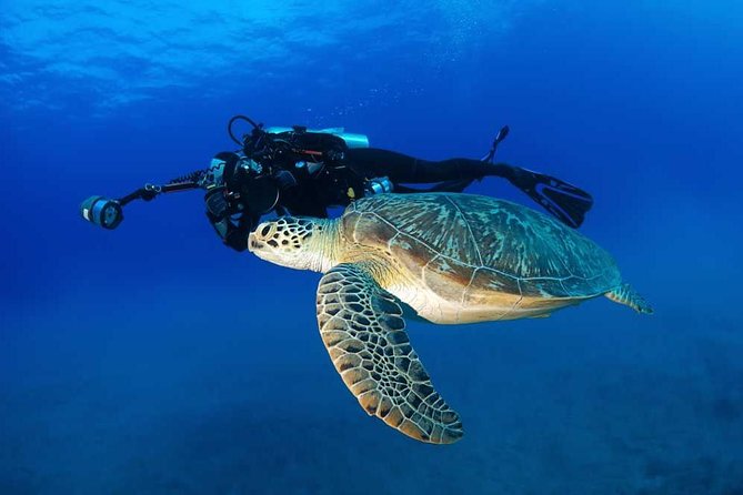 Certified Diver: 2-Tank Shallow Reef Dives off Oahu - A crew that helps rusty scuba participants