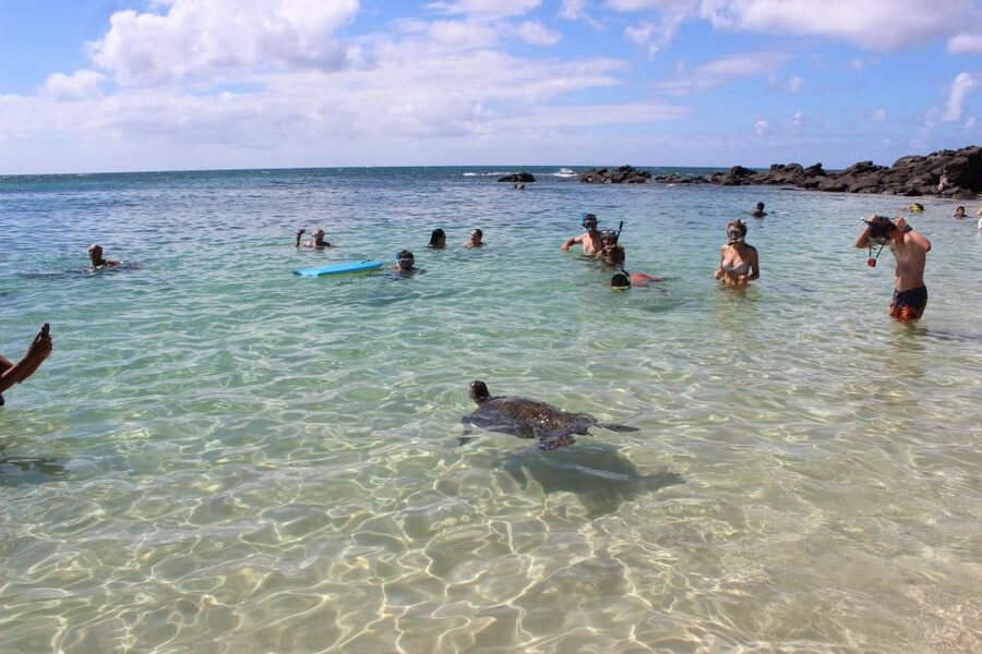 Circle Island: Swim with Turtles and Explore Paradise Oahu - Turtle Town and the North Shore water stop