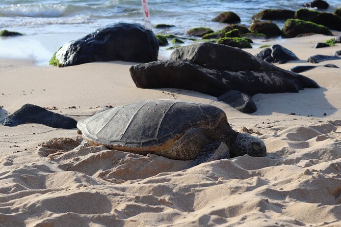 Circle Island Tour with Snorkeling & Turtles - Key points to know before booking