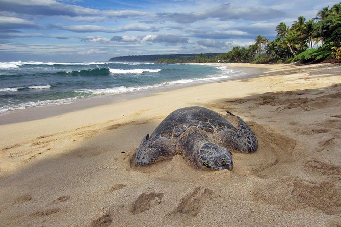 Custom Island Tour - for 4 to 5 people - up to 8 hours - Private tour of Oahu - Why the private format matters