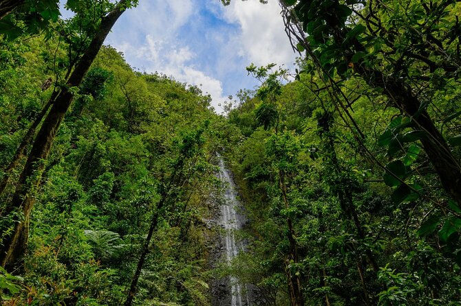 Diamond Head and Manoa Falls Hike and Adventure Tour - Waikiki stops and local stories
