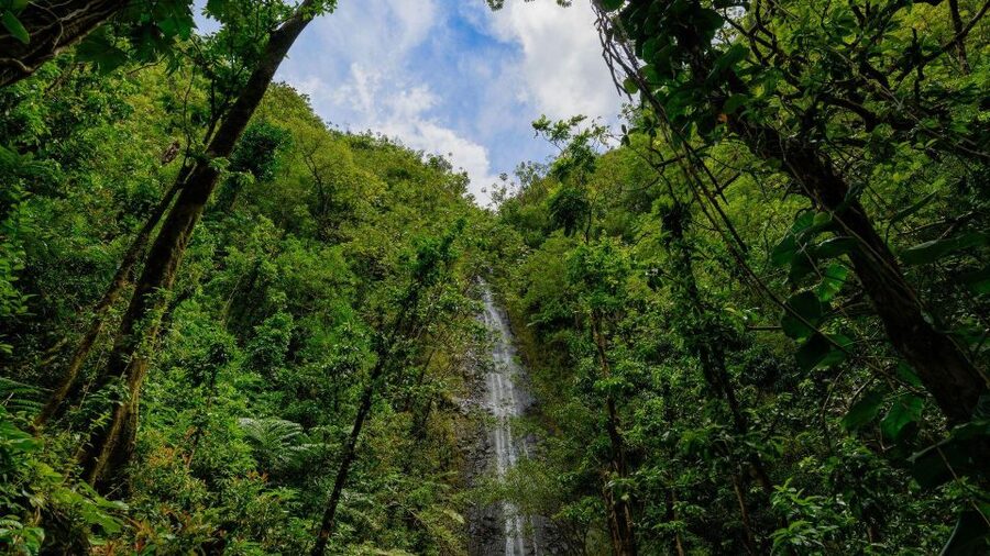 Diamond Head Manoa Falls - Two Oahu hikes, two very different moods