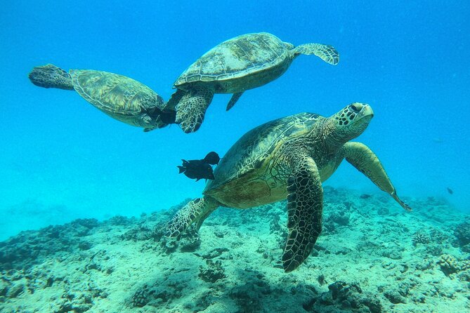 DISCOVER Scuba Diving Experience in Honolulu - The first reef visit and the one-on-one lesson
