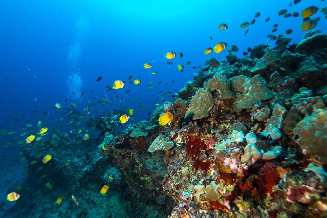 DISCOVER Scuba Diving Experience in Honolulu - The crew and the beginner experience