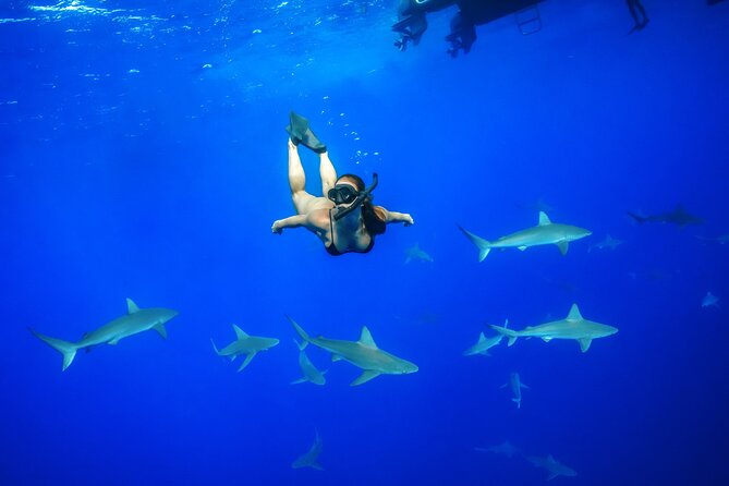 Dive with Sharks in Hawaii: Shark Tour from Haleiwa - Key points to know before booking