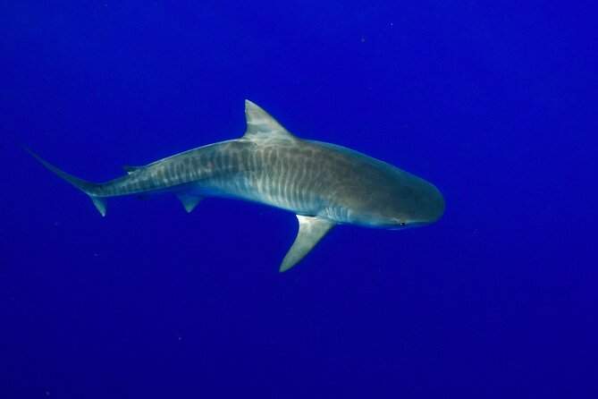 Dive with Sharks in Hawaii: Shark Tour from Haleiwa - What you might see beyond the sharks
