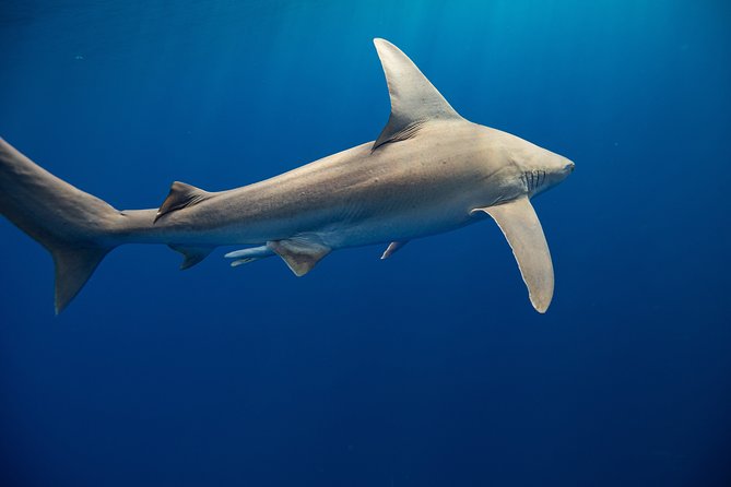Dive with Sharks in Hawaii: Shark Tour from Haleiwa - The two-hour schedule and time in the water