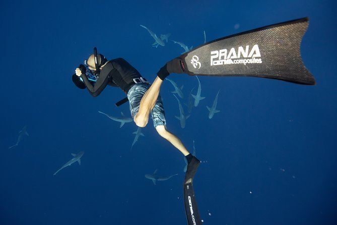 Dive with Sharks in Hawaii: Shark Tour from Haleiwa - The real value of the $153.85 price