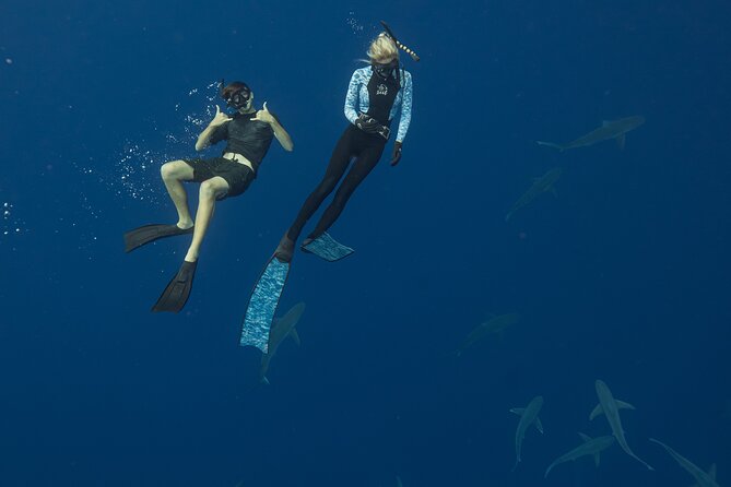 Dive with Sharks in Hawaii: Shark Tour from Haleiwa - Who will enjoy this most