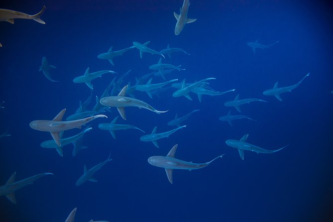 Dive with Sharks in Hawaii: Shark Tour from Haleiwa - Booking, weather, and cancellation details