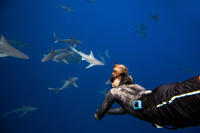 Dive with Sharks in Hawaii: Shark Tour from Haleiwa - The shark briefing sets the tone