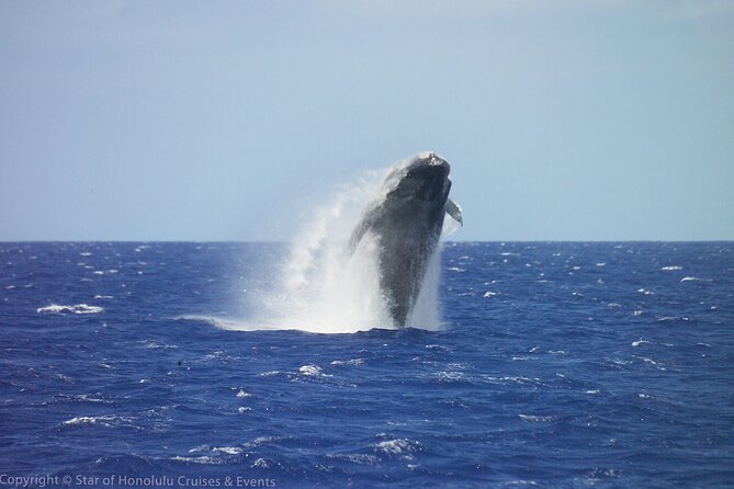 Early Bird Whale Watching Cruise from Waikiki - What the two-hour whale cruise is really like