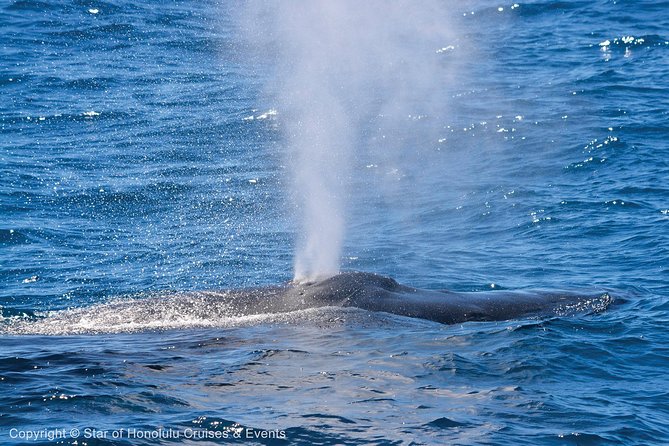 Early Bird Whale Watching Cruise from Waikiki - The value of the $68 price