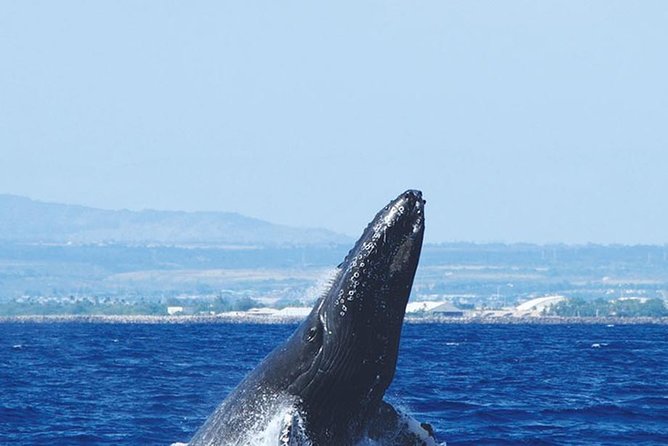 Early Bird Whale Watching Cruise from Waikiki - Who should book the Star of Honolulu