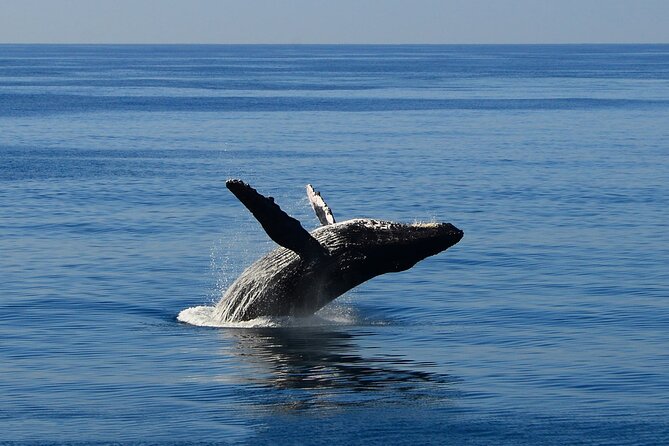 Early Bird Whale Watching Cruise from Waikiki - Breakfast, narration, and the first views of Oahu