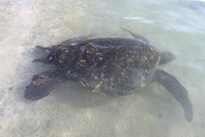 Eco-adventure friendly Aloha Island Tour - Shark’s Cove, Pipeline, and Sunset Beach
