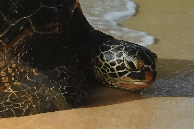 Eco-adventure friendly Aloha Island Tour - Mokoli’i Island and a Hawaiian origin story