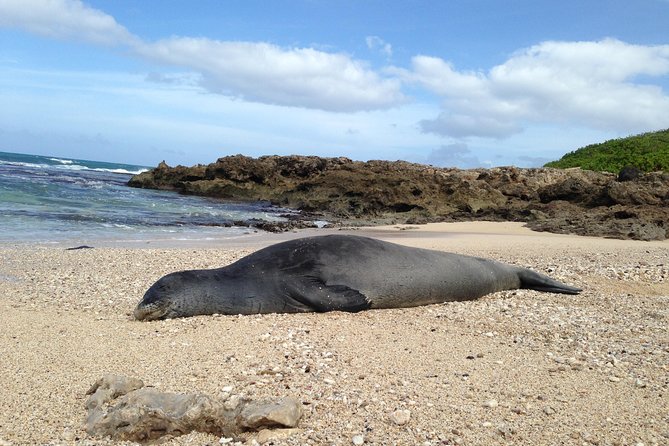 Eco-adventure friendly Aloha Island Tour - Turtle Beach and the power of the ocean