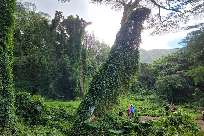 Electric Bike Ride & Manoa Falls Hike Tour - From Waikiki streets to Manoa Valley